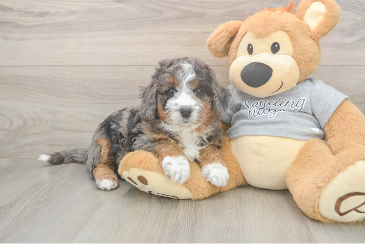 Cute Mini Bernedoodle Baby