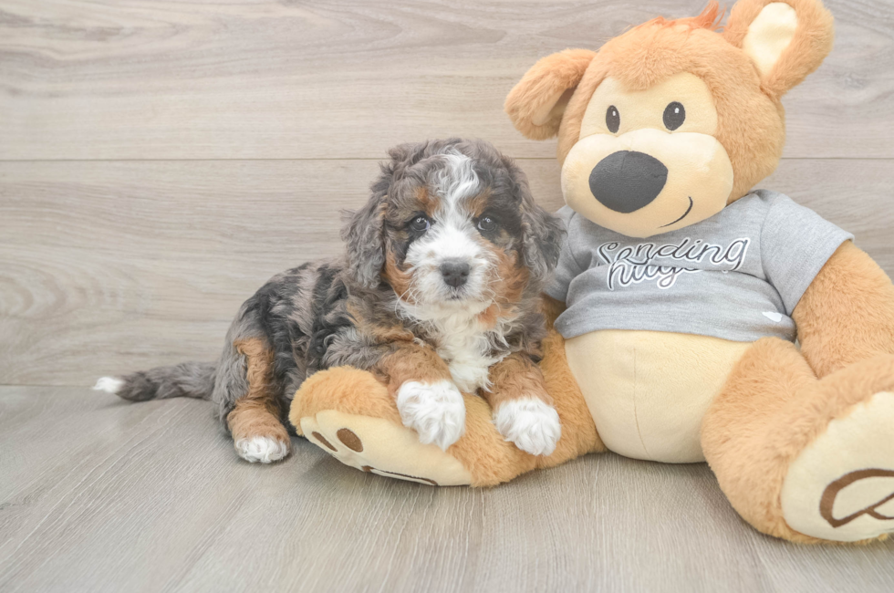5 week old Mini Bernedoodle Puppy For Sale - Premier Pups