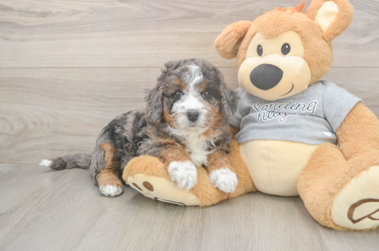 Cute Mini Bernedoodle Baby
