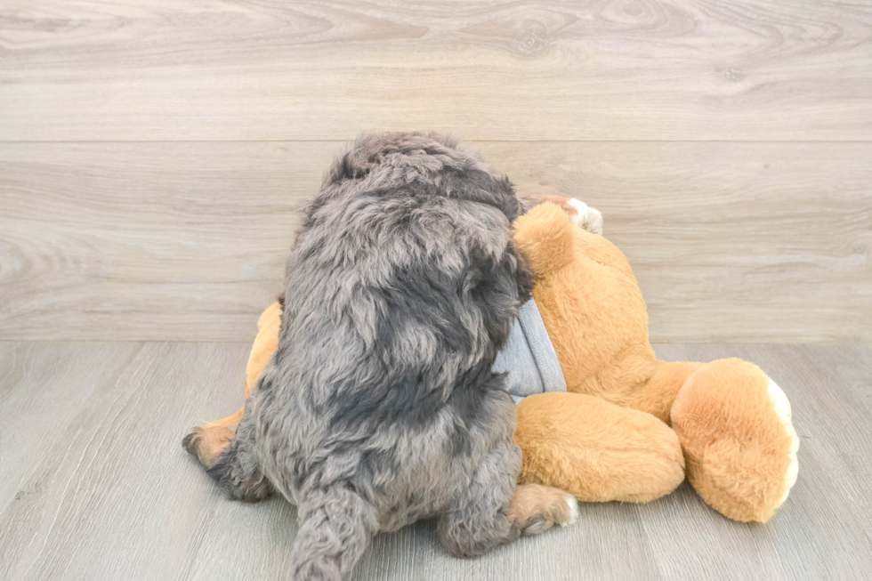 Small Mini Bernedoodle Baby