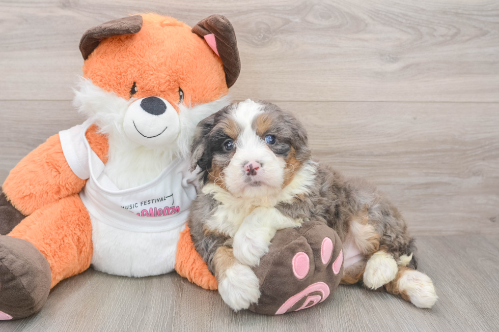 Playful Mini Bernadoodle Poodle Mix Puppy