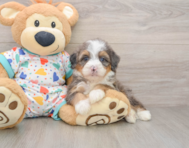 6 week old Mini Bernedoodle Puppy For Sale - Premier Pups