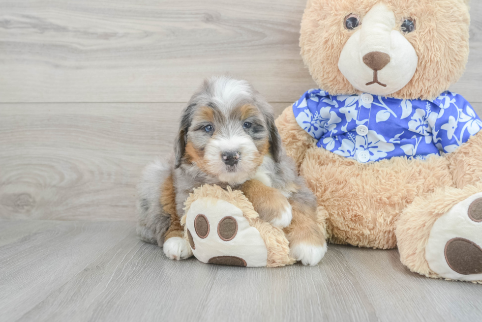 Best Mini Bernedoodle Baby