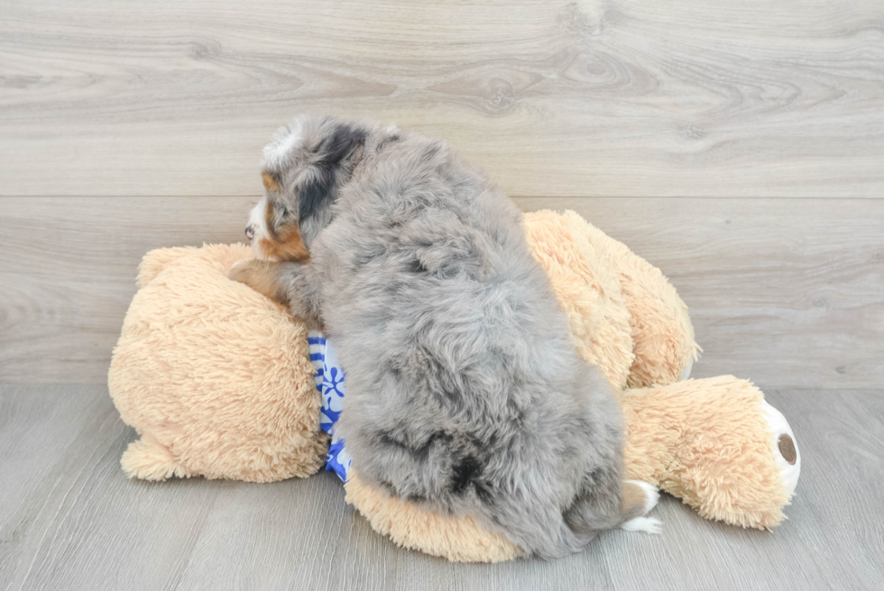 Smart Mini Bernedoodle Poodle Mix Pup