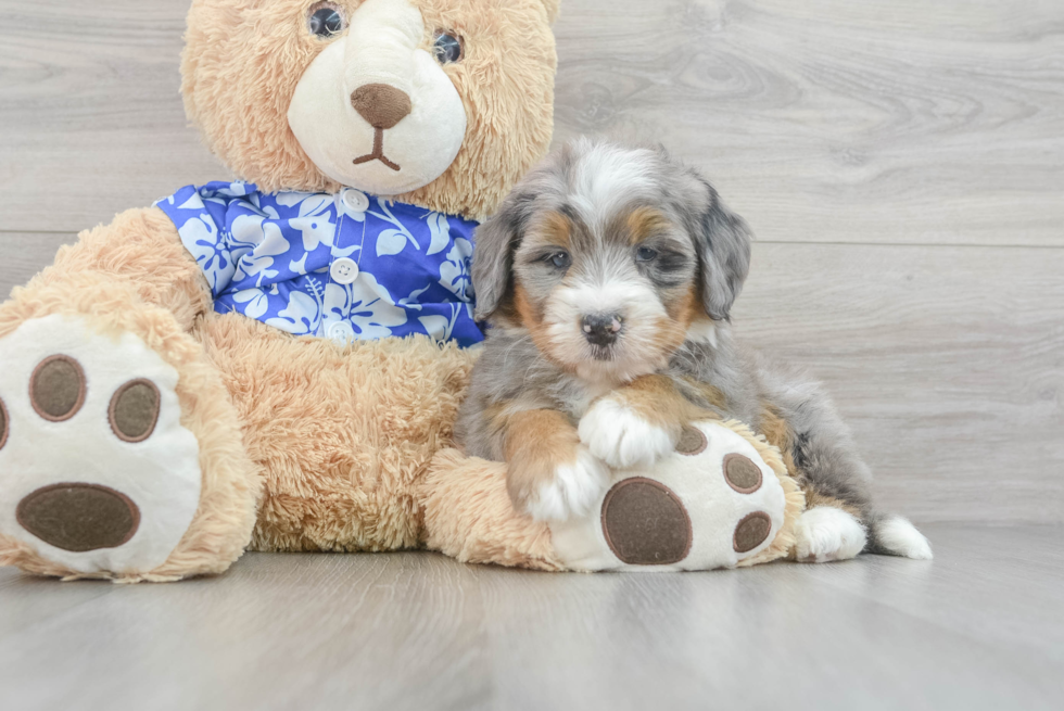 Petite Mini Bernedoodle Poodle Mix Pup