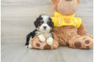 Adorable Mini Bernesepoo Poodle Mix Puppy