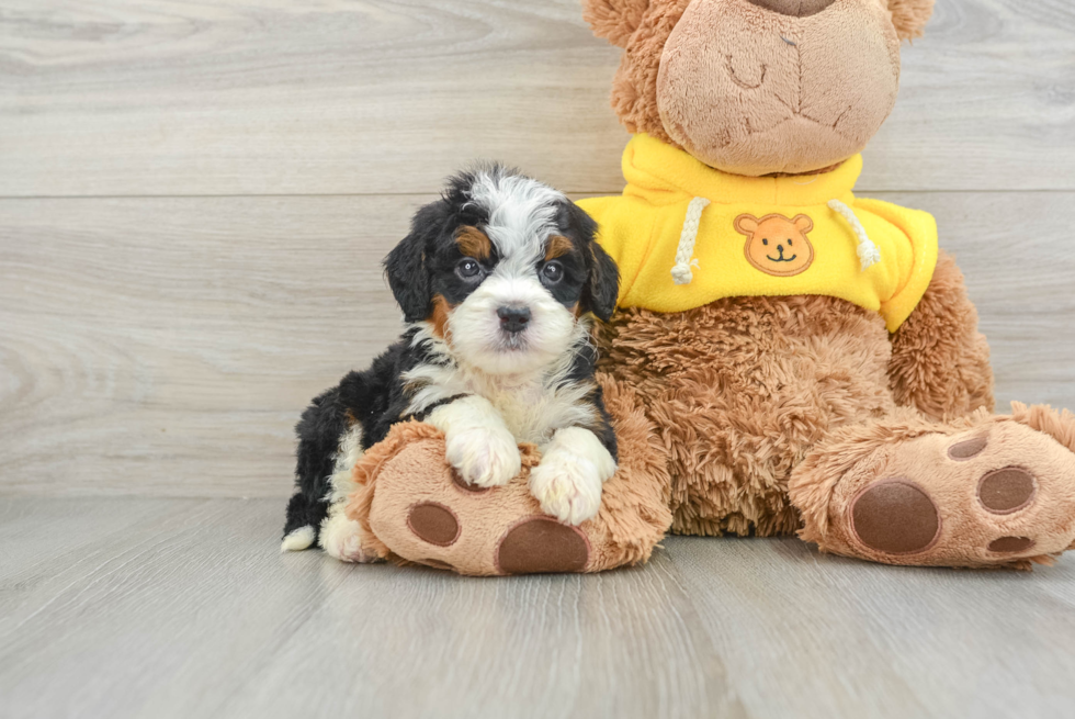 Adorable Mini Bernesepoo Poodle Mix Puppy