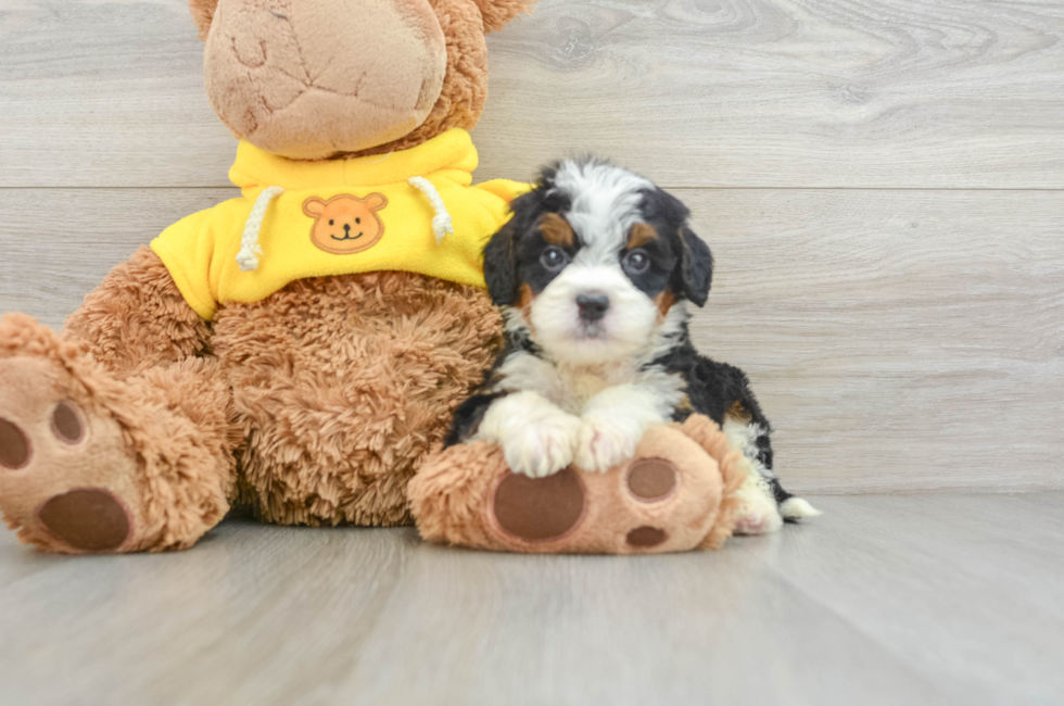 7 week old Mini Bernedoodle Puppy For Sale - Premier Pups