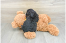 Mini Bernedoodle Puppy for Adoption