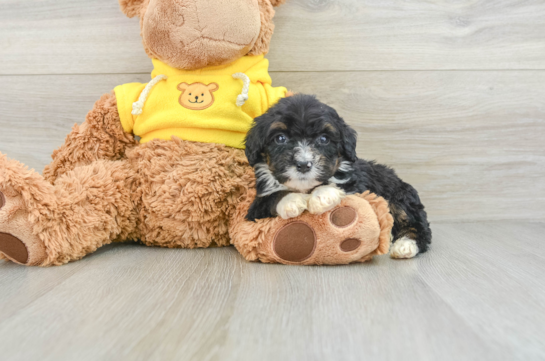 Mini Bernedoodle Pup Being Cute