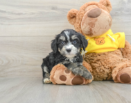 9 week old Mini Bernedoodle Puppy For Sale - Premier Pups