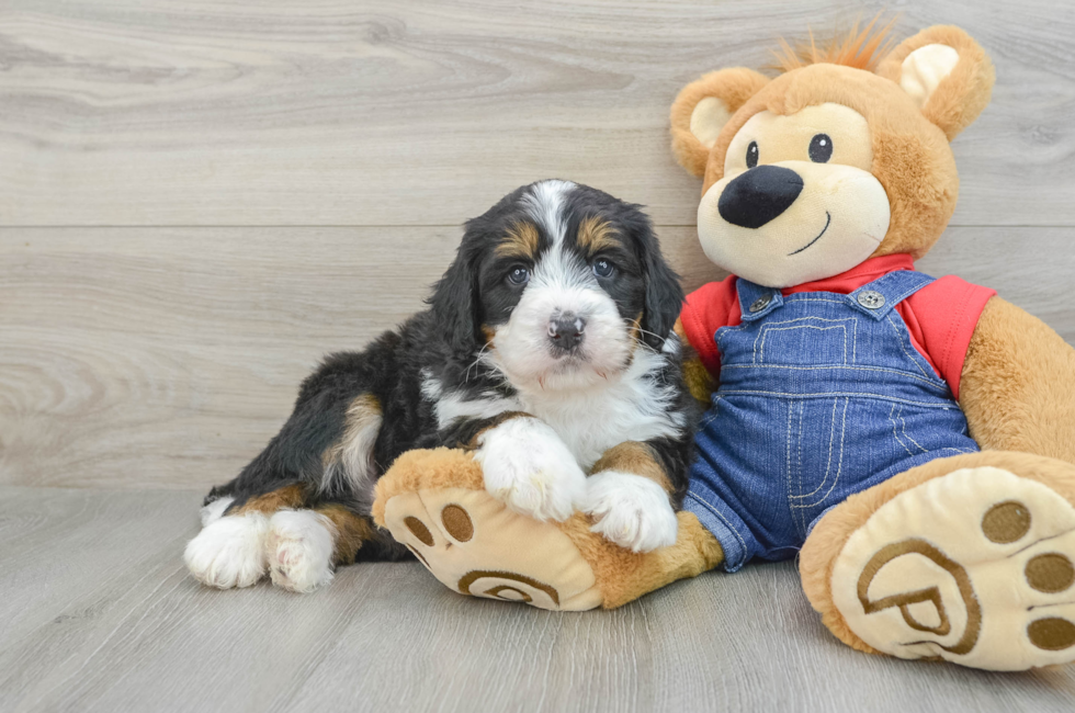 5 week old Mini Bernedoodle Puppy For Sale - Premier Pups