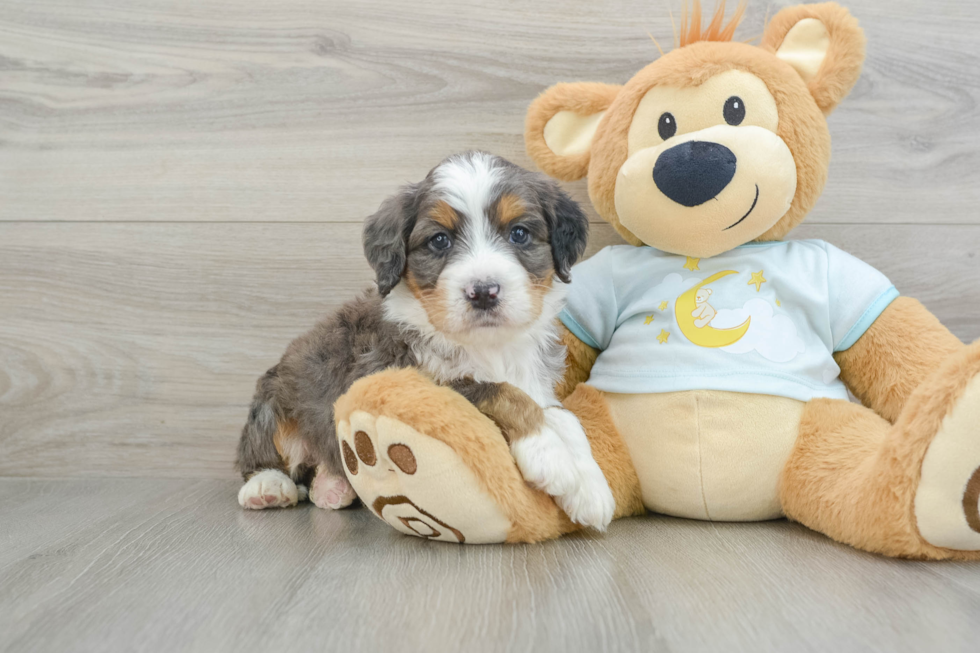 Smart Mini Bernedoodle Poodle Mix Pup