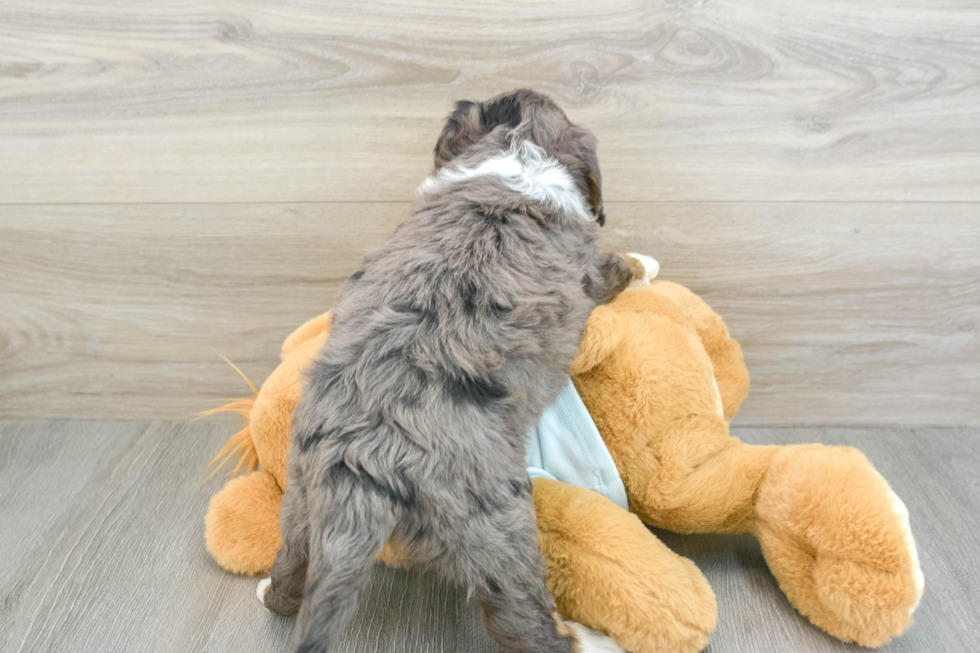 Fluffy Mini Bernedoodle Poodle Mix Pup