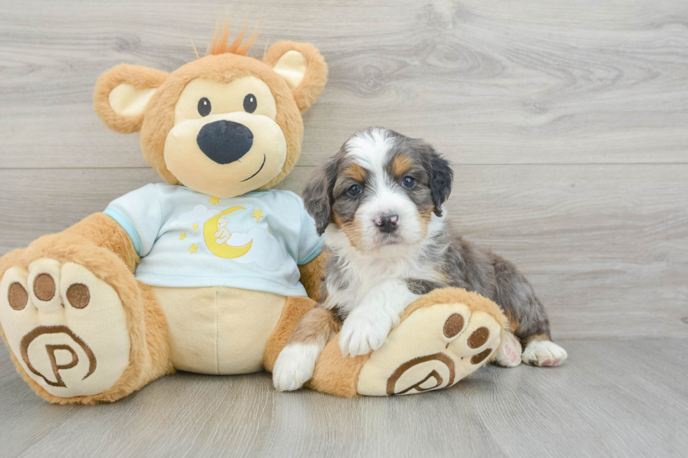 Mini Bernedoodle Pup Being Cute