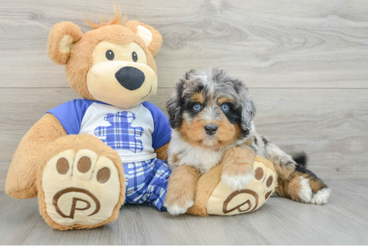 Mini Bernedoodle Puppy for Adoption