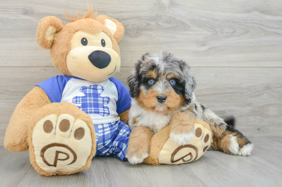 6 week old Mini Bernedoodle Puppy For Sale - Premier Pups