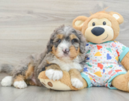 8 week old Mini Bernedoodle Puppy For Sale - Premier Pups
