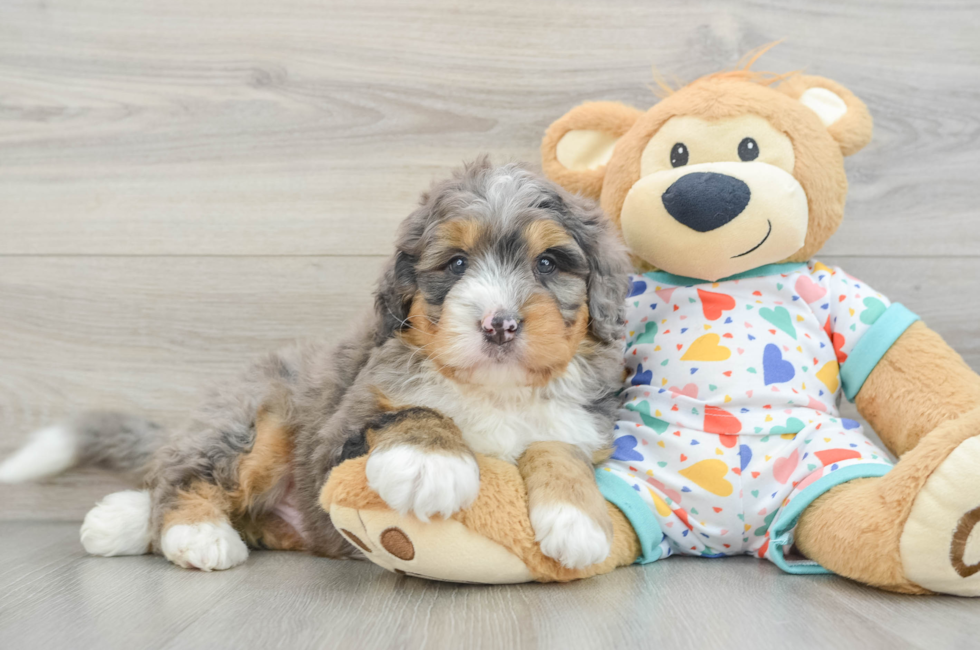 6 week old Mini Bernedoodle Puppy For Sale - Premier Pups