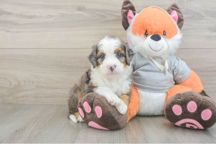 Sweet Mini Bernedoodle Baby