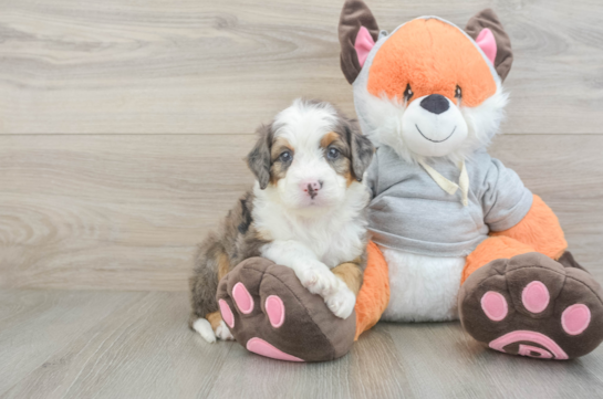 Sweet Mini Bernedoodle Baby