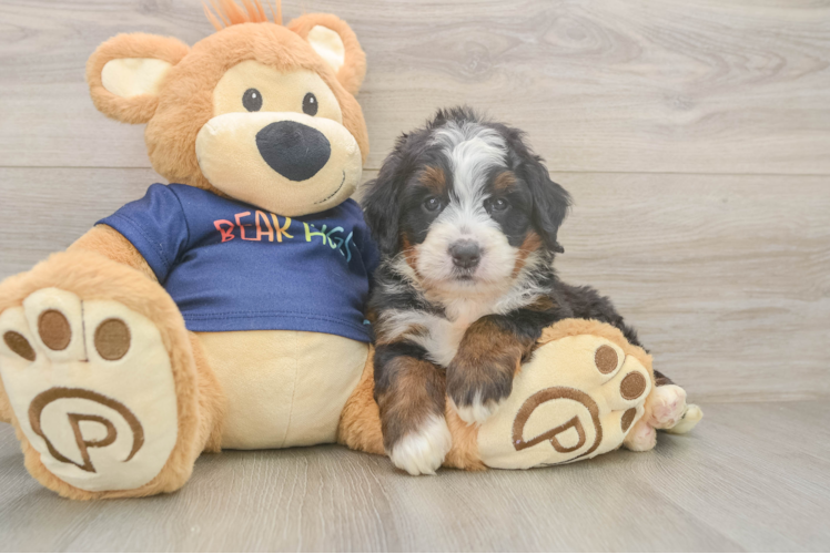 Mini Bernedoodle Pup Being Cute