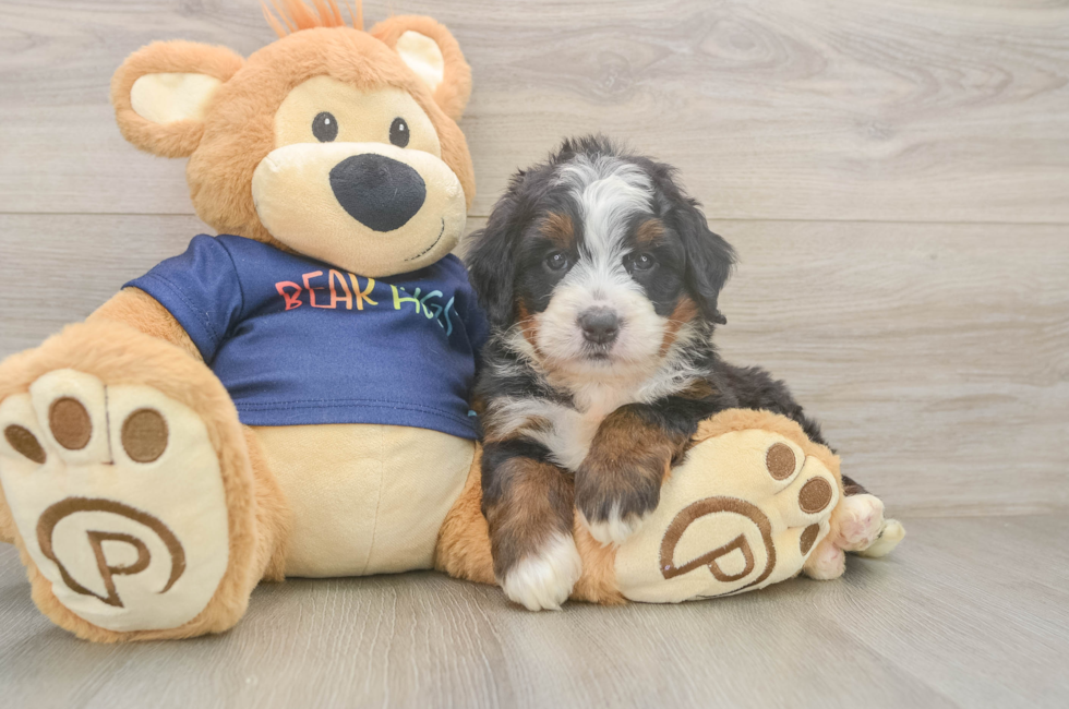 5 week old Mini Bernedoodle Puppy For Sale - Premier Pups