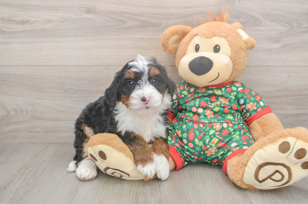 5 week old Mini Bernedoodle Puppy For Sale - Premier Pups