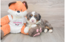 Playful Mini Bernese Poodle Poodle Mix Puppy