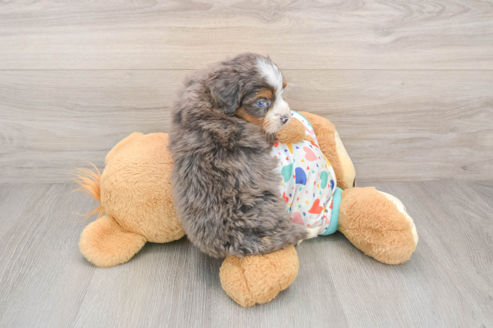 Mini Bernedoodle Puppy for Adoption