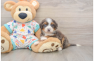 Best Mini Bernedoodle Baby