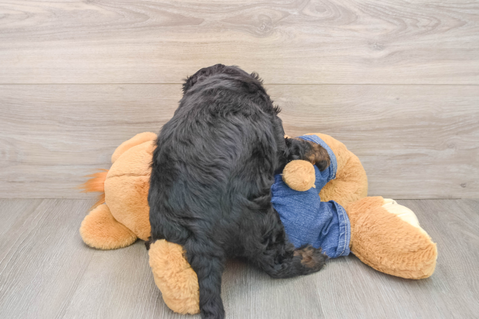 Friendly Mini Bernedoodle Baby