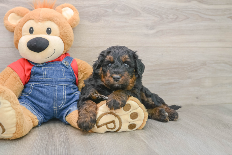 Mini Bernedoodle Pup Being Cute