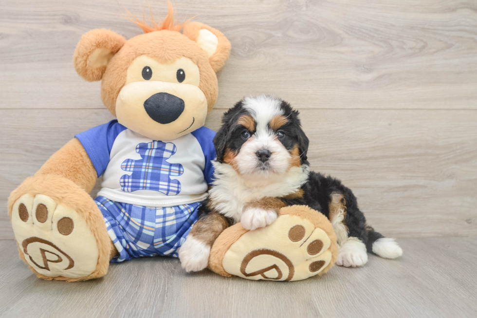 Mini Bernedoodle Pup Being Cute