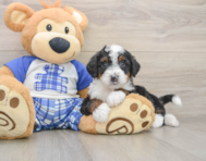 6 week old Mini Bernedoodle Puppy For Sale - Premier Pups