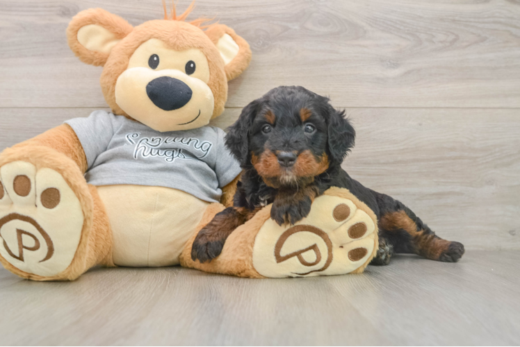 Sweet Mini Bernedoodle Baby