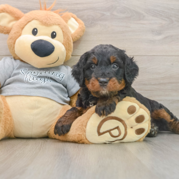 Sweet Mini Bernedoodle Baby