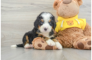 Little Mini Berniedoodle Poodle Mix Puppy