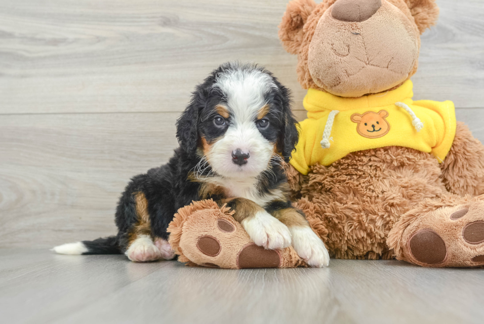 Little Mini Berniedoodle Poodle Mix Puppy