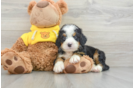 Mini Bernedoodle Puppy for Adoption