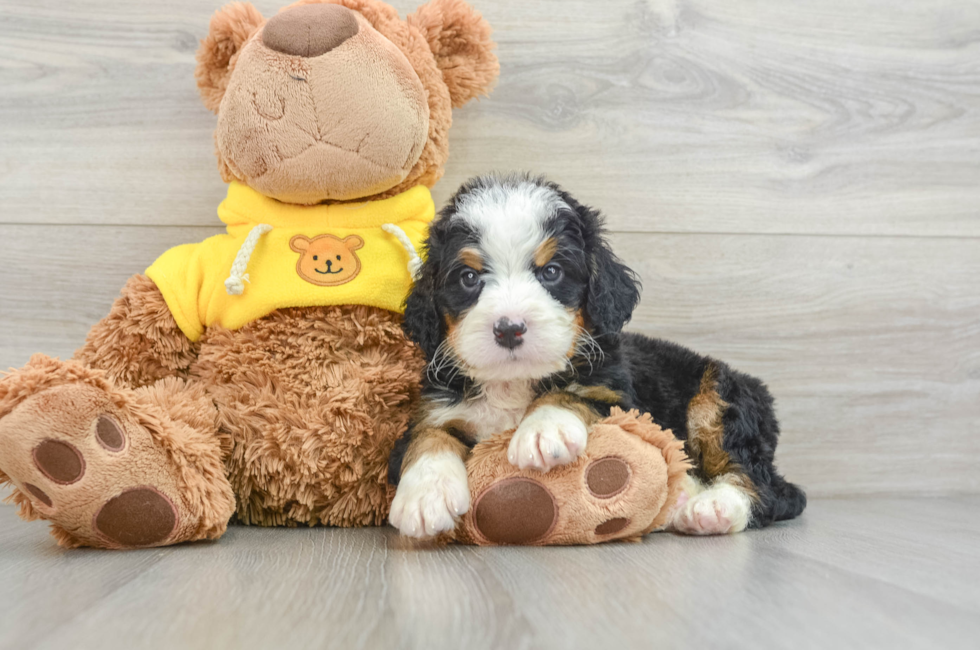 5 week old Mini Bernedoodle Puppy For Sale - Premier Pups