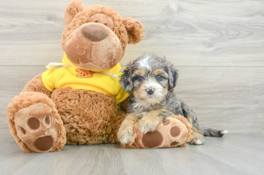 Playful Mini Berniedoodle Poodle Mix Puppy