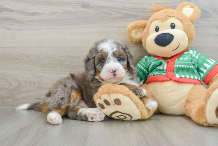 Best Mini Bernedoodle Baby