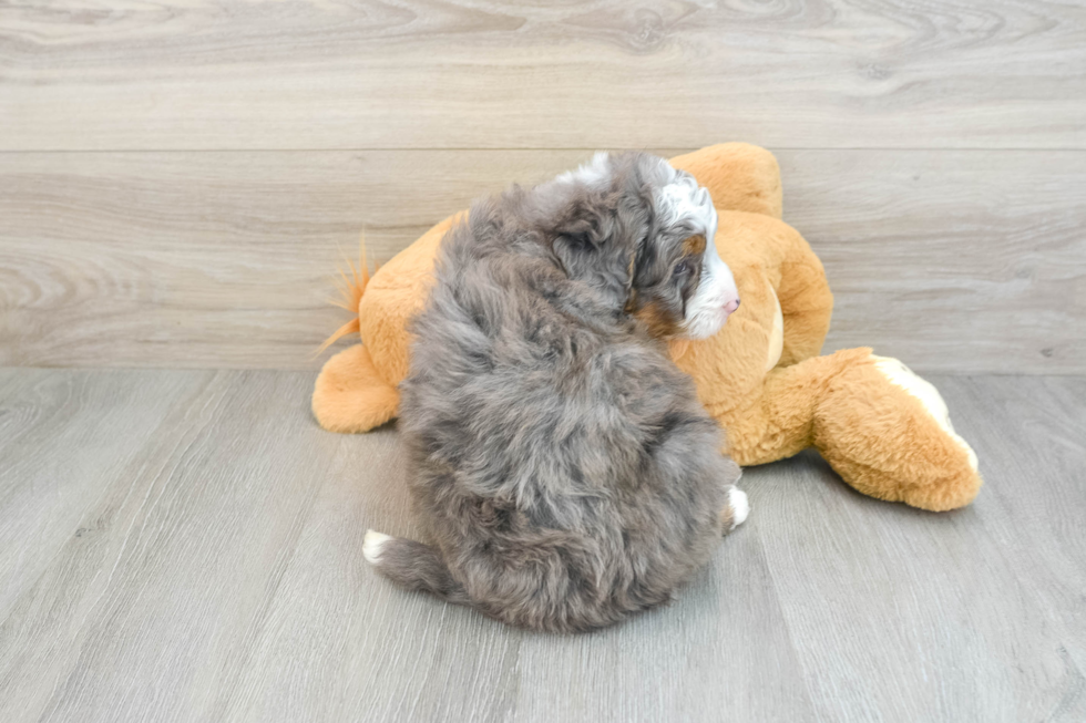 Mini Bernedoodle Puppy for Adoption