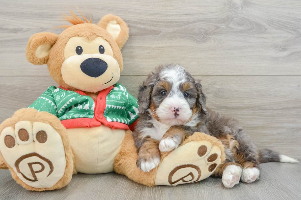 Mini Bernedoodle Pup Being Cute