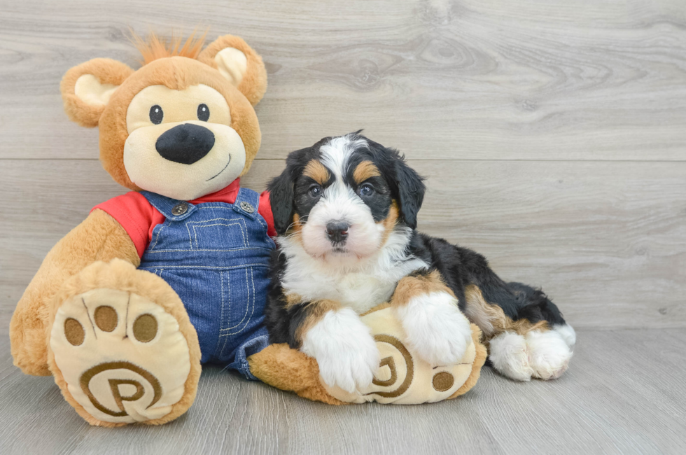 5 week old Mini Bernedoodle Puppy For Sale - Premier Pups