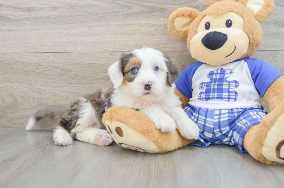 7 week old Mini Bernedoodle Puppy For Sale - Premier Pups