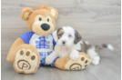 Fluffy Mini Bernedoodle Poodle Mix Pup