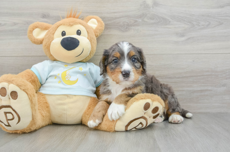 4 week old Mini Bernedoodle Puppy For Sale - Premier Pups