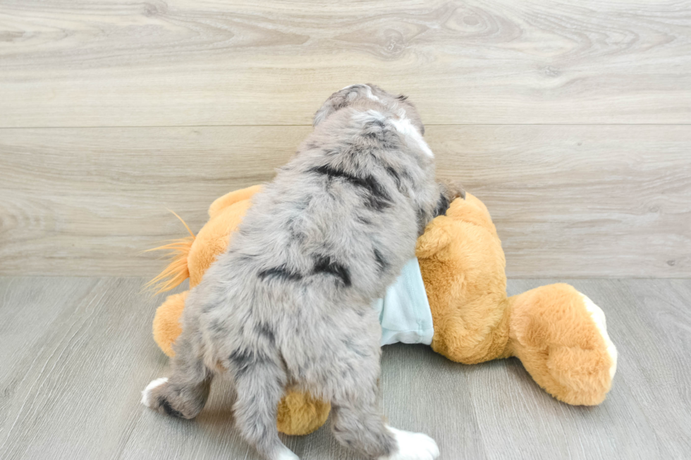 Mini Bernedoodle Pup Being Cute